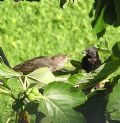 Sturnus vulgaris